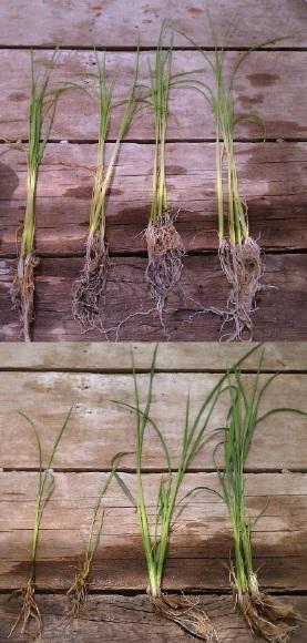 Rice damaged by rice water weevil
